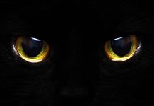 Урок литературного чтения по теме «В. Танасийчук “Кто в темноте видит”» (2 класс)