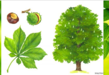 Занятие по образовательной области «Ребенок и природа» в специальной группе для детей с тяжелыми нарушениями речи (5-6 лет)