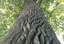 Урок английского языка по теме «Национальный парк «Беловежская пуща» (5 класс, повышенный уровень)